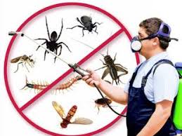 Herbal pest control for cockroaches in Bhandup